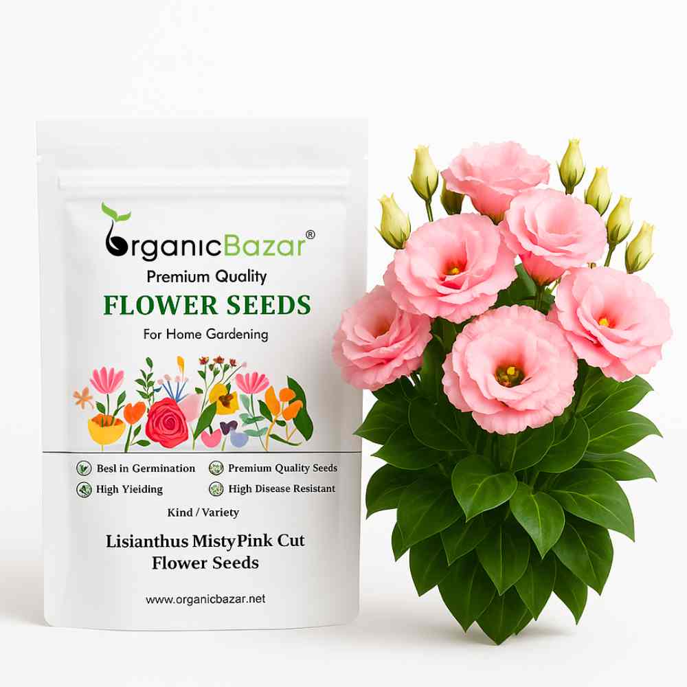 Top Seeds